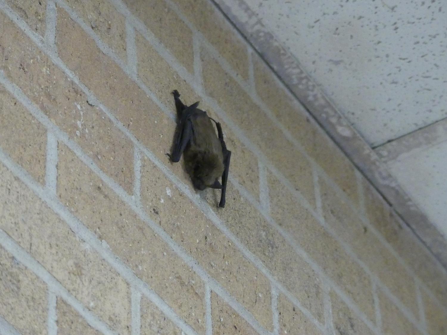 Look Pats! We’ve got bats! – We Are Millard South