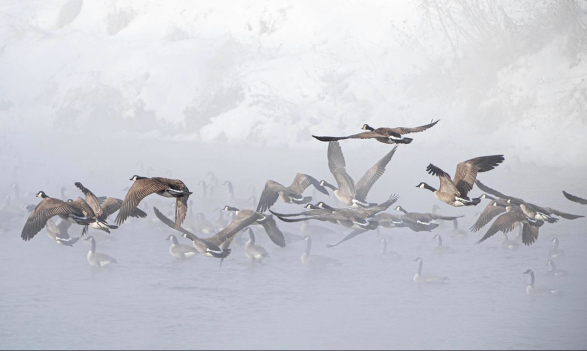 Geese flying in fog on the Salt Creek early in the morning. 