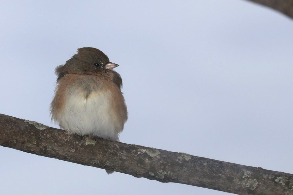 Dark-eyed junco