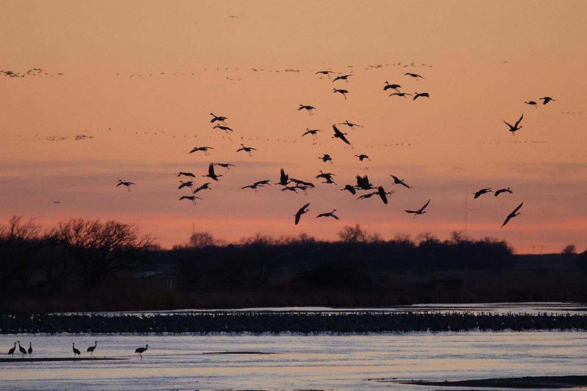 Sending off the cranes with some new clicks!